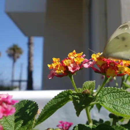 Andromeda Hotel Psalidi (Kos)