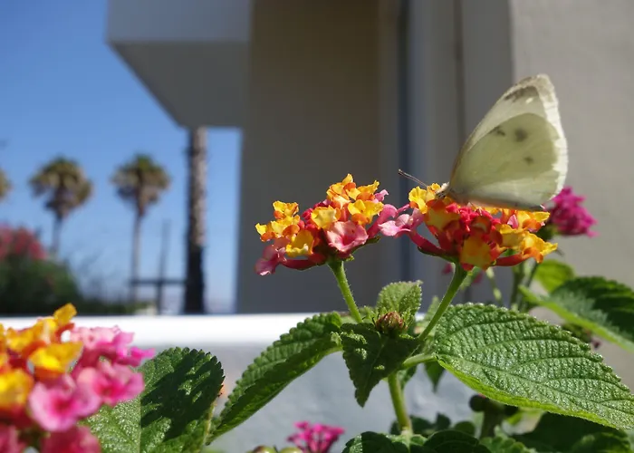 Andromeda Hotell Psalidi (Kos)
